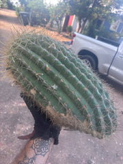 💎💎 T. Atacamensis — MASSIVE 17” Pups