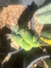 💎👑🌶️ Bruce — 8” Tip
