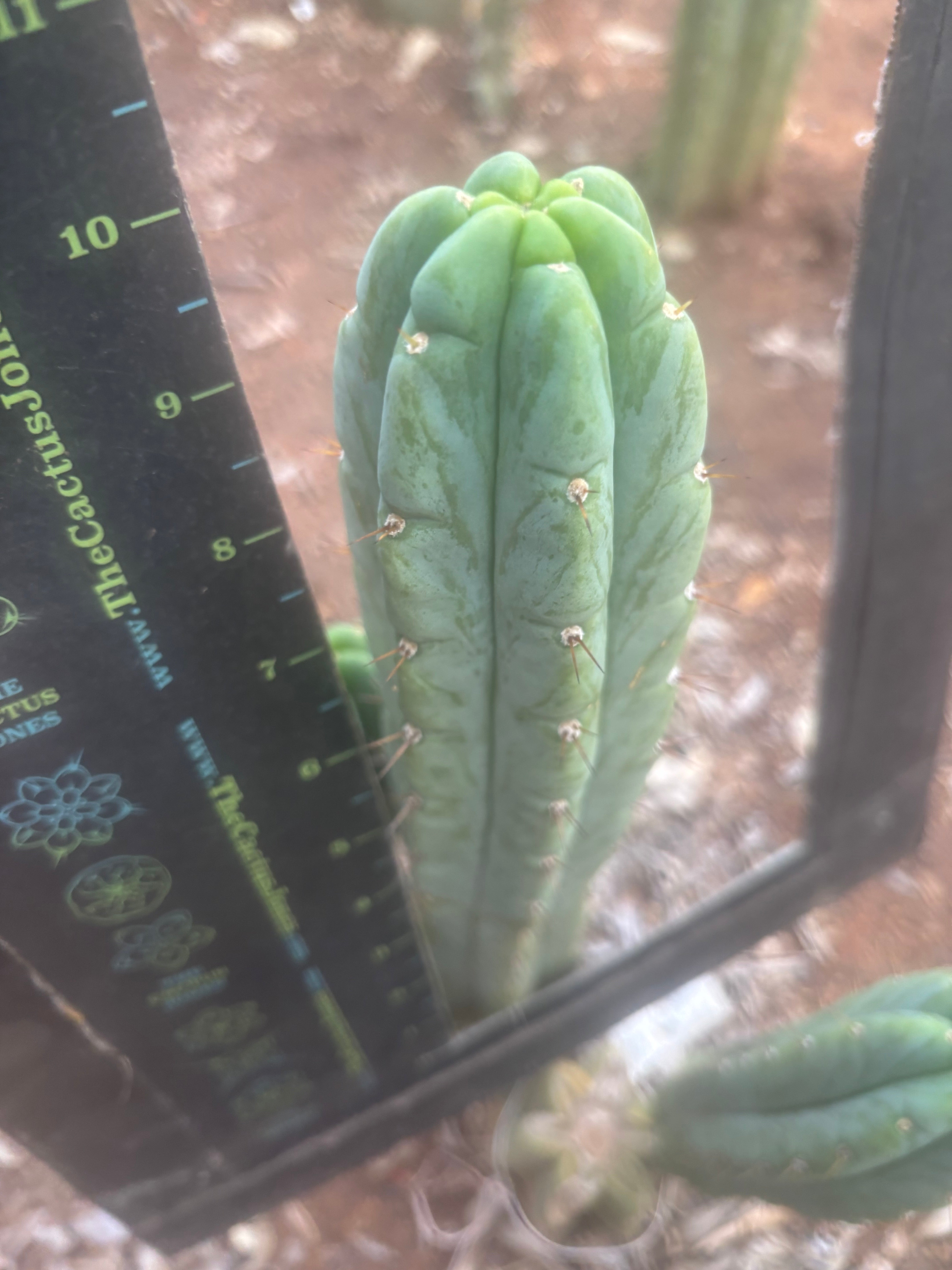 👑🌶️🌶️ Austy’s Bomb — 10” Tip