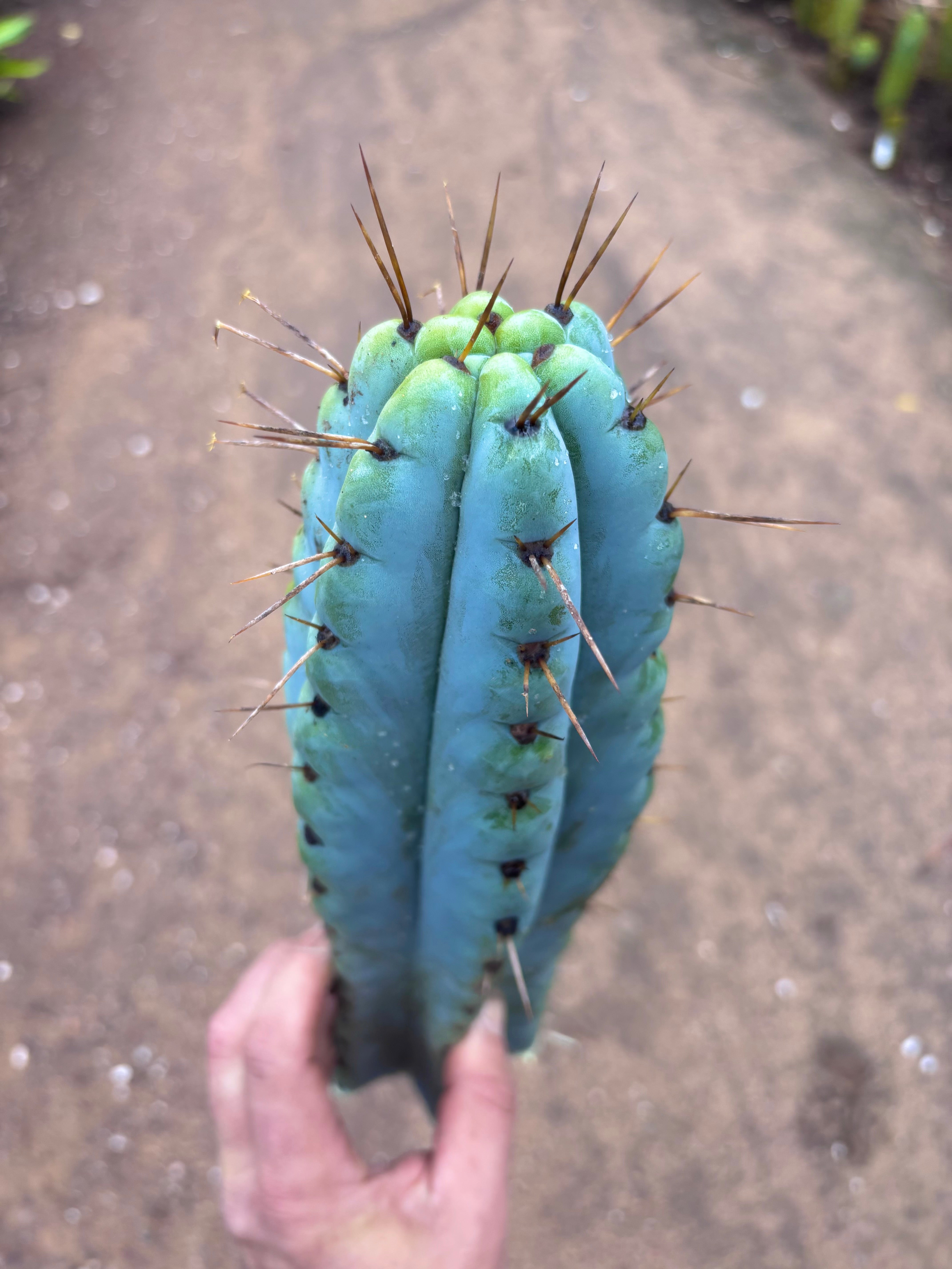 💎🌶️ Noid of the Moment — XL 14” Tip