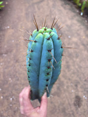 💎🌶️ Noid of the Moment — XL 14” Tip