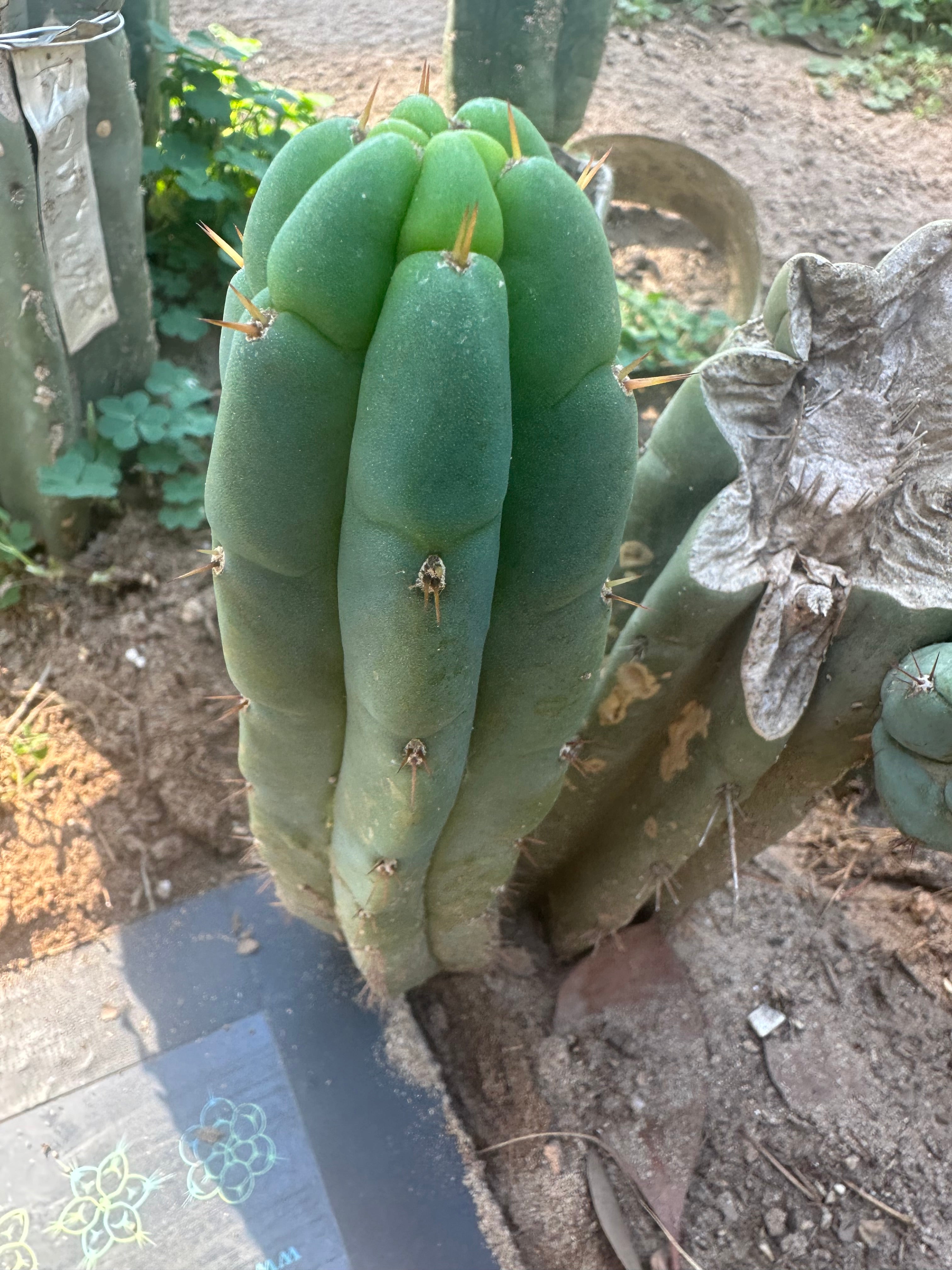 💎👑🌶️🌶️ Austy’s Bomb — 8” Pup