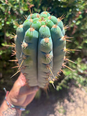 💎👑💎 Papa Smurf — Chonky 11” Pup