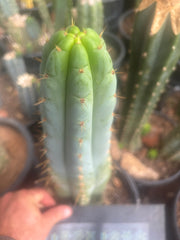 💎🌶️🌶️ NOM — XL 12” Tip