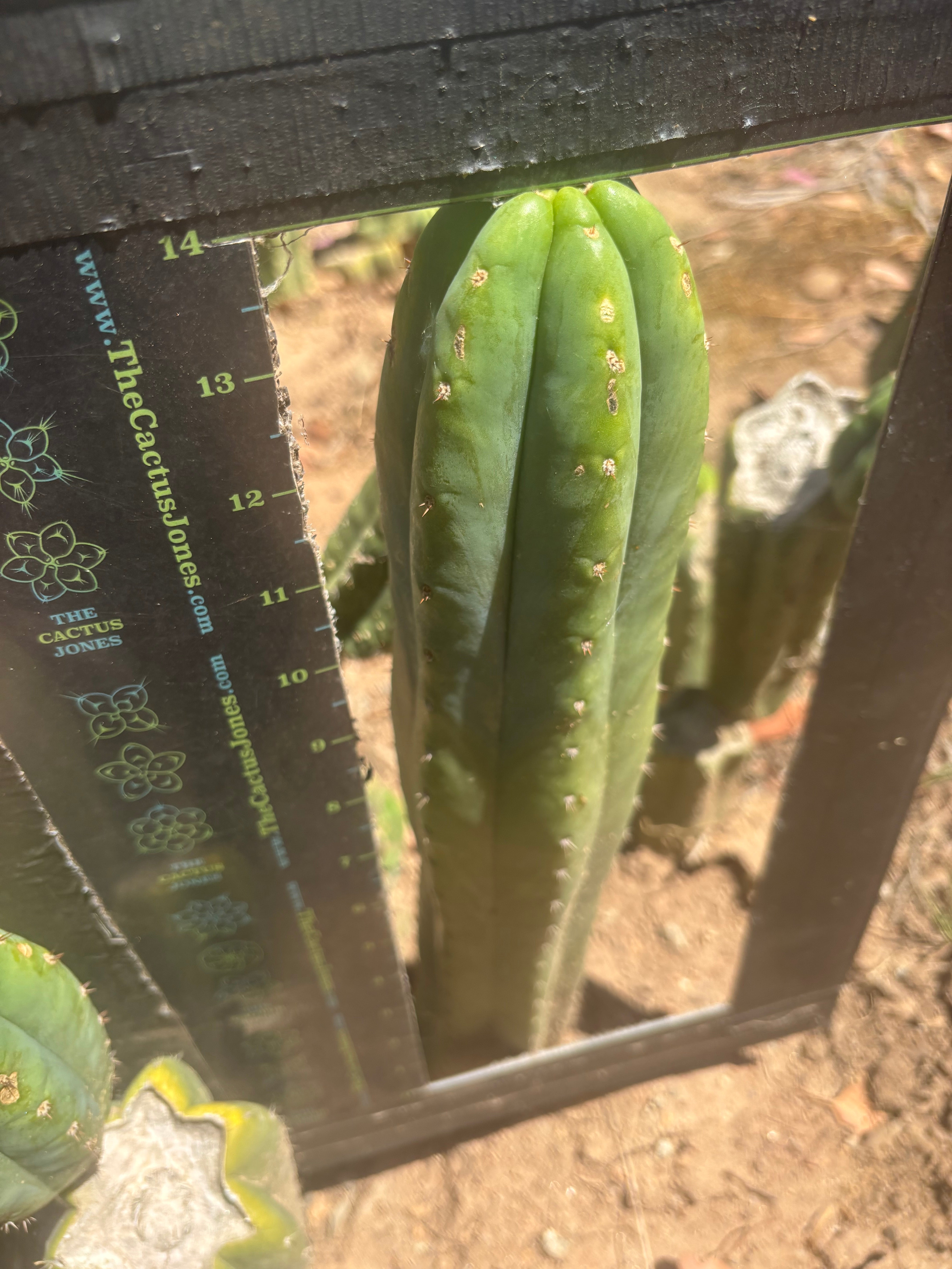👑🌶️🌶️ Ogun — Another 14” Tip