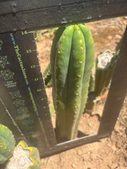 👑🌶️🌶️ Ogun — Another 14” Tip