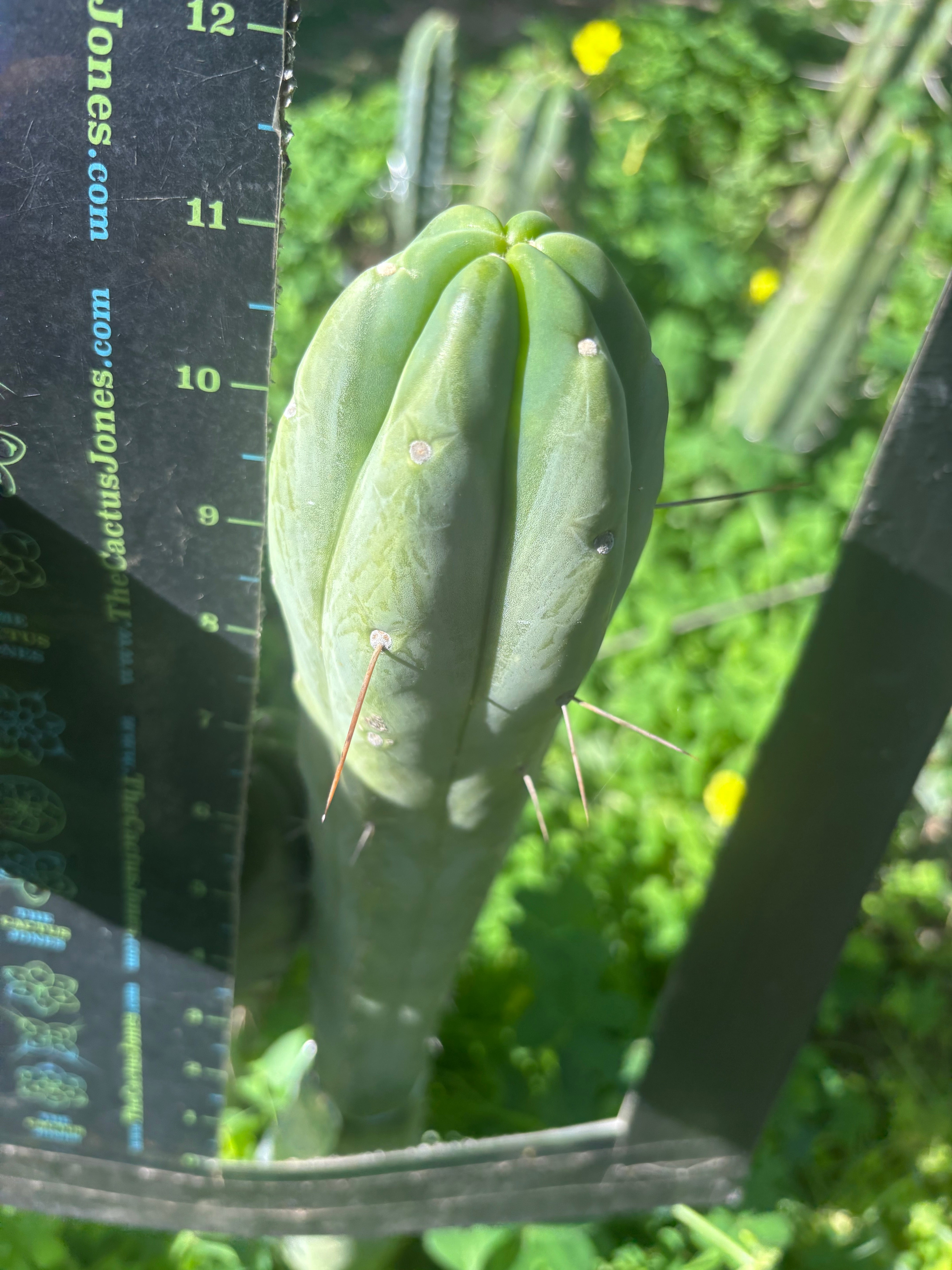 👑🌶️ Species C — 11” Tip