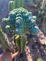 👑💎 Glorp — XXL Graft with 10+ Pups