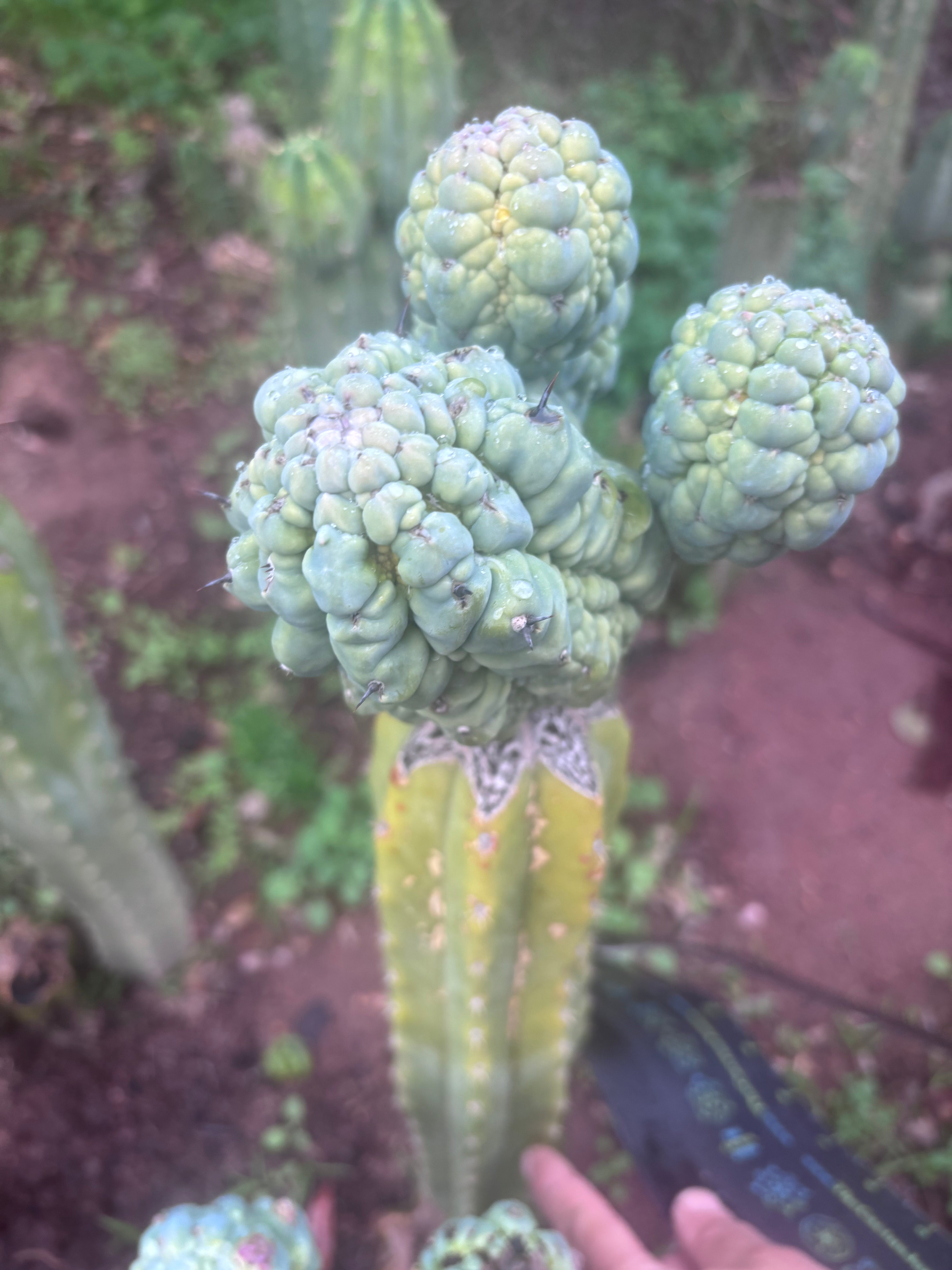 💎👑💎 Glorp — XXL Boquet of Balls