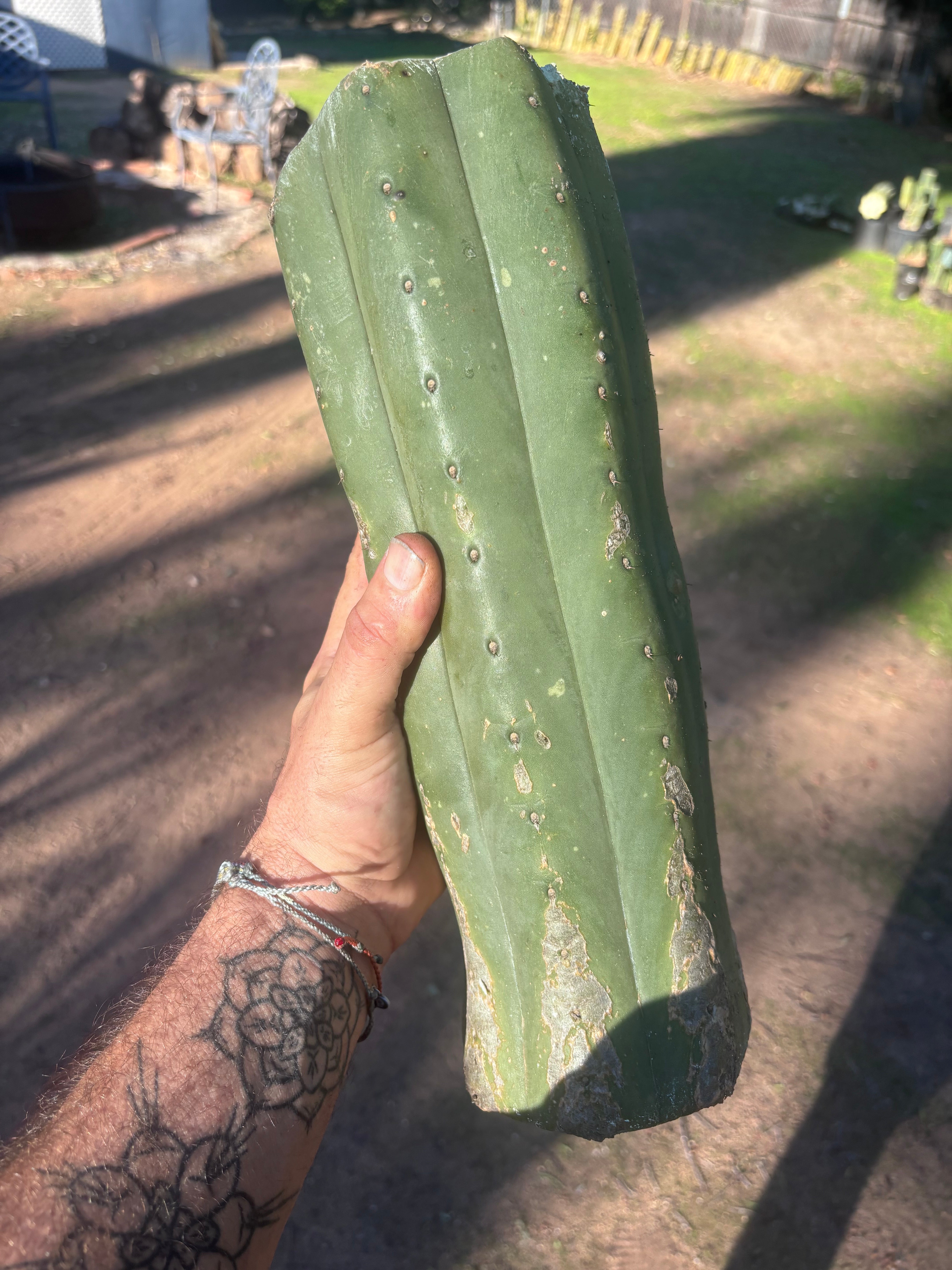 👑🌶️ Juuls Giant — XL 14” Yule Log