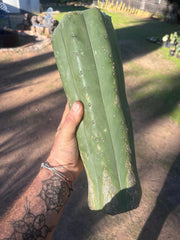 👑🌶️ Juuls Giant — XL 14” Yule Log