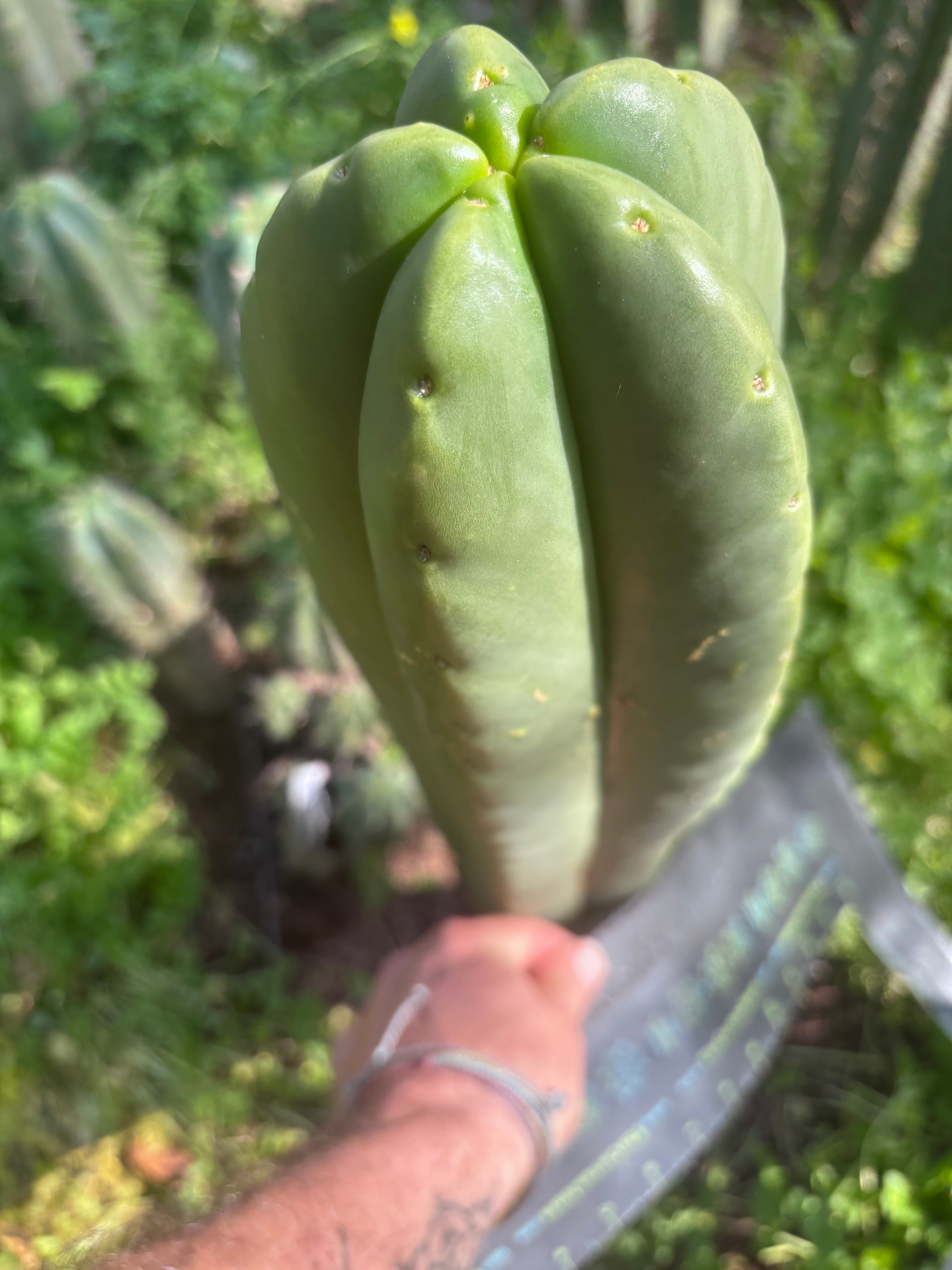 💎👑🌶️ Zulk — Massive XL 14” Tip