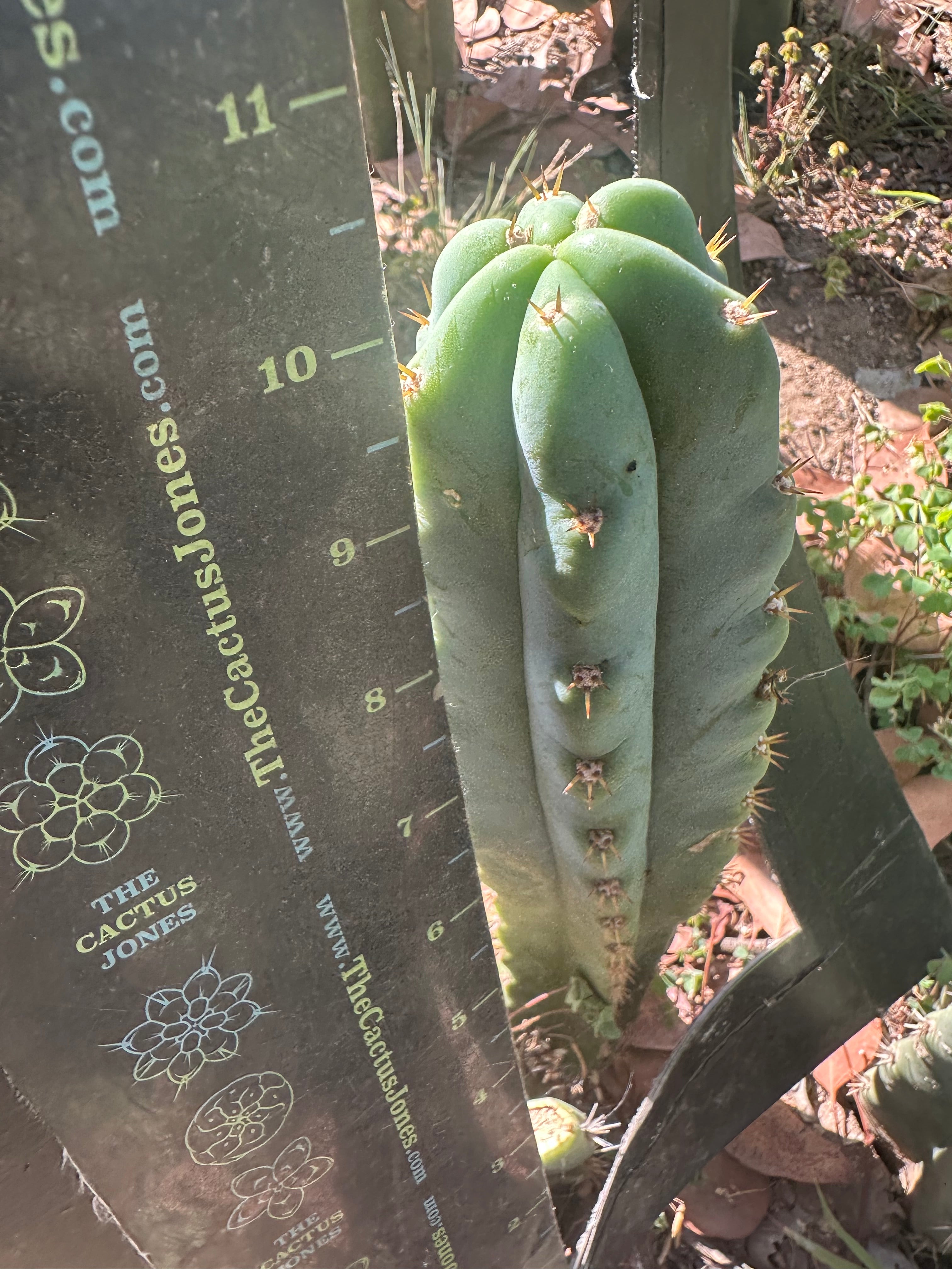 🌶️🌶️ NoidTwo —10” Tip