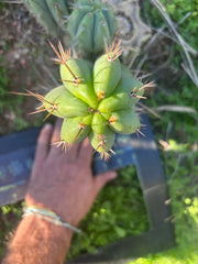 🌶️🌶️⚠️ E.R. — Chonky 9” Pup