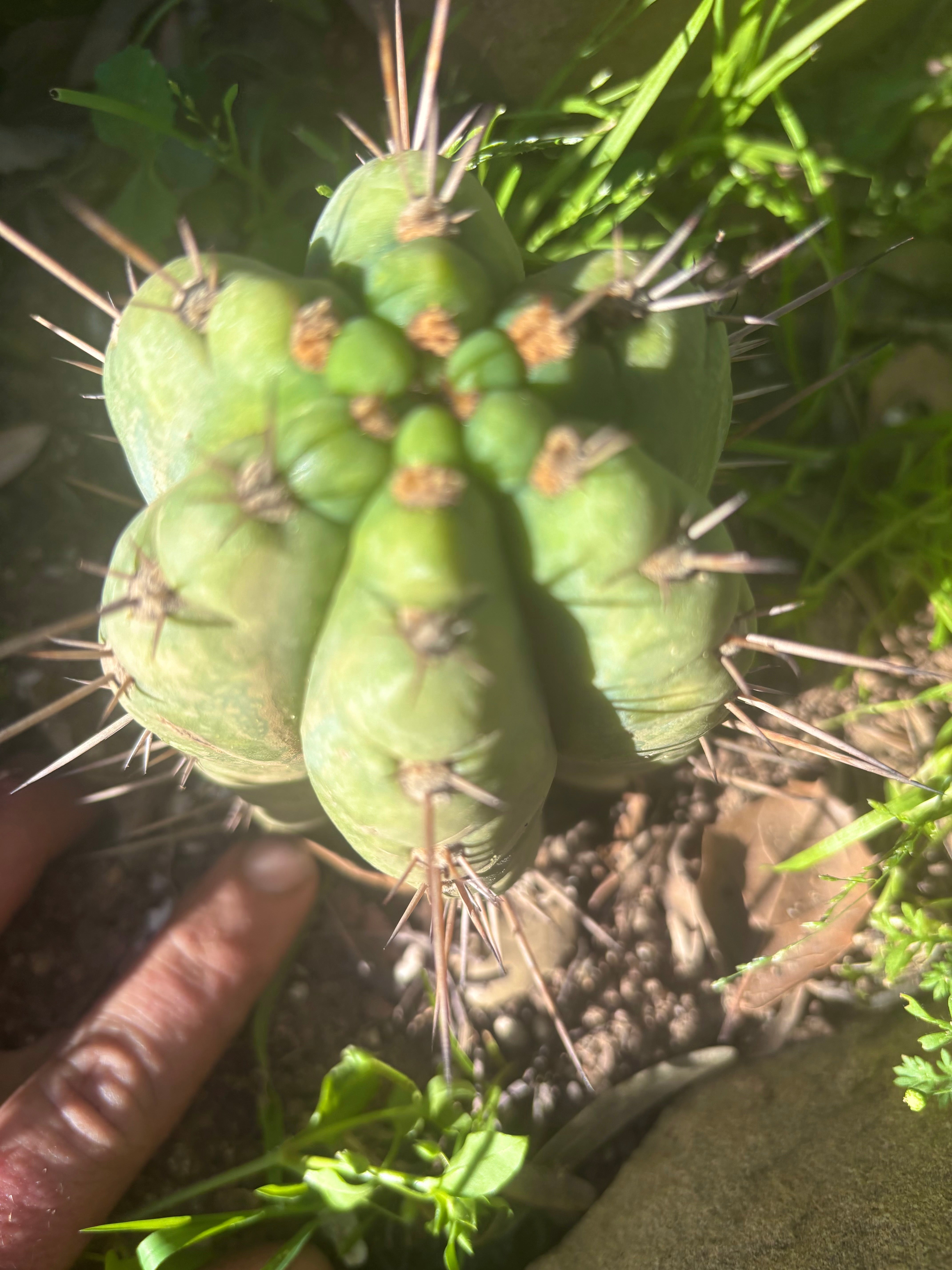 💎👑💎 Papa Smurf — Fully Rooted Grenade