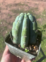 👑🌶️ Shine01 — Fat Rooted Tips