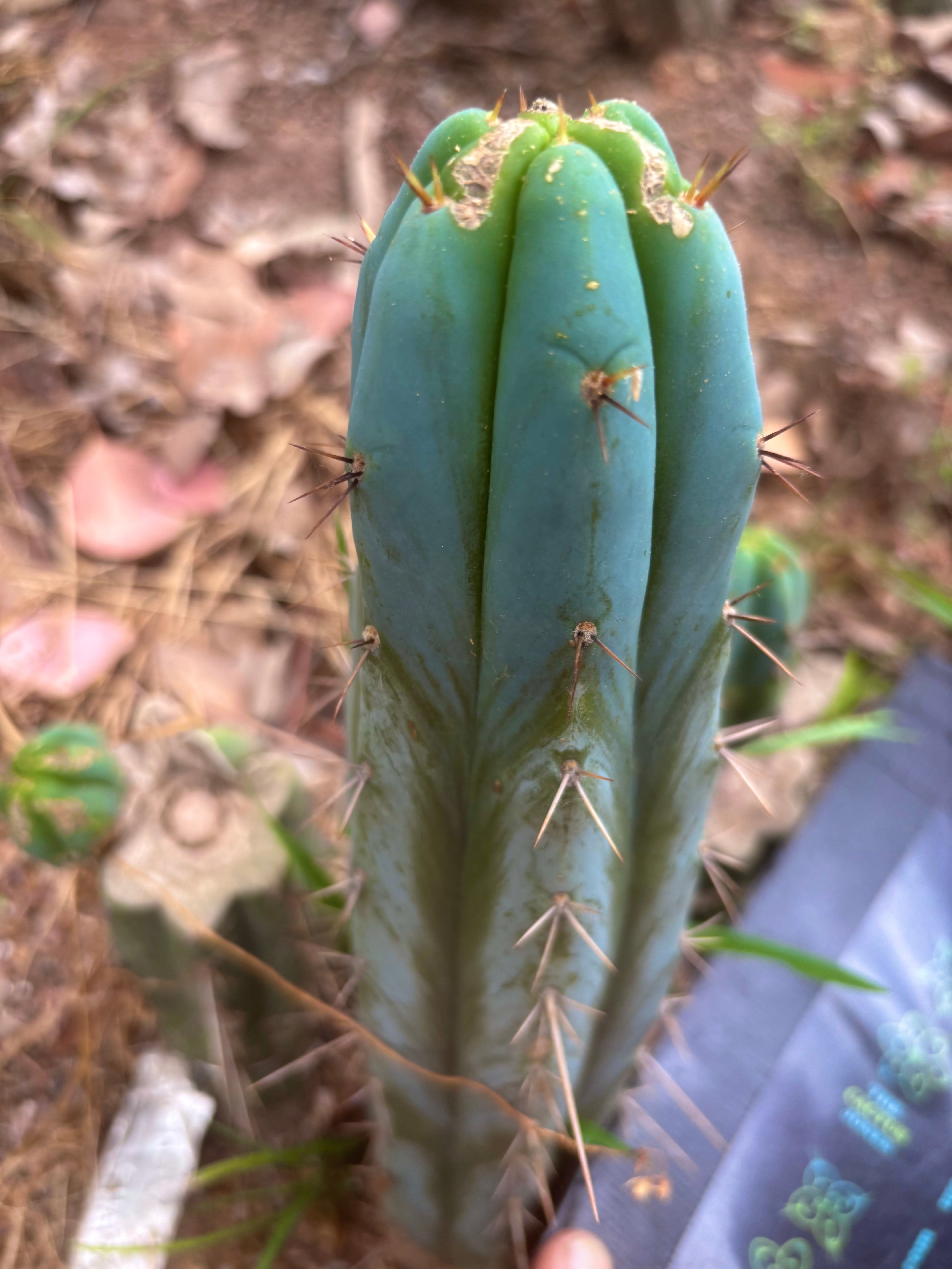 💎👑🌶️ Bluejones  — 8” Tip