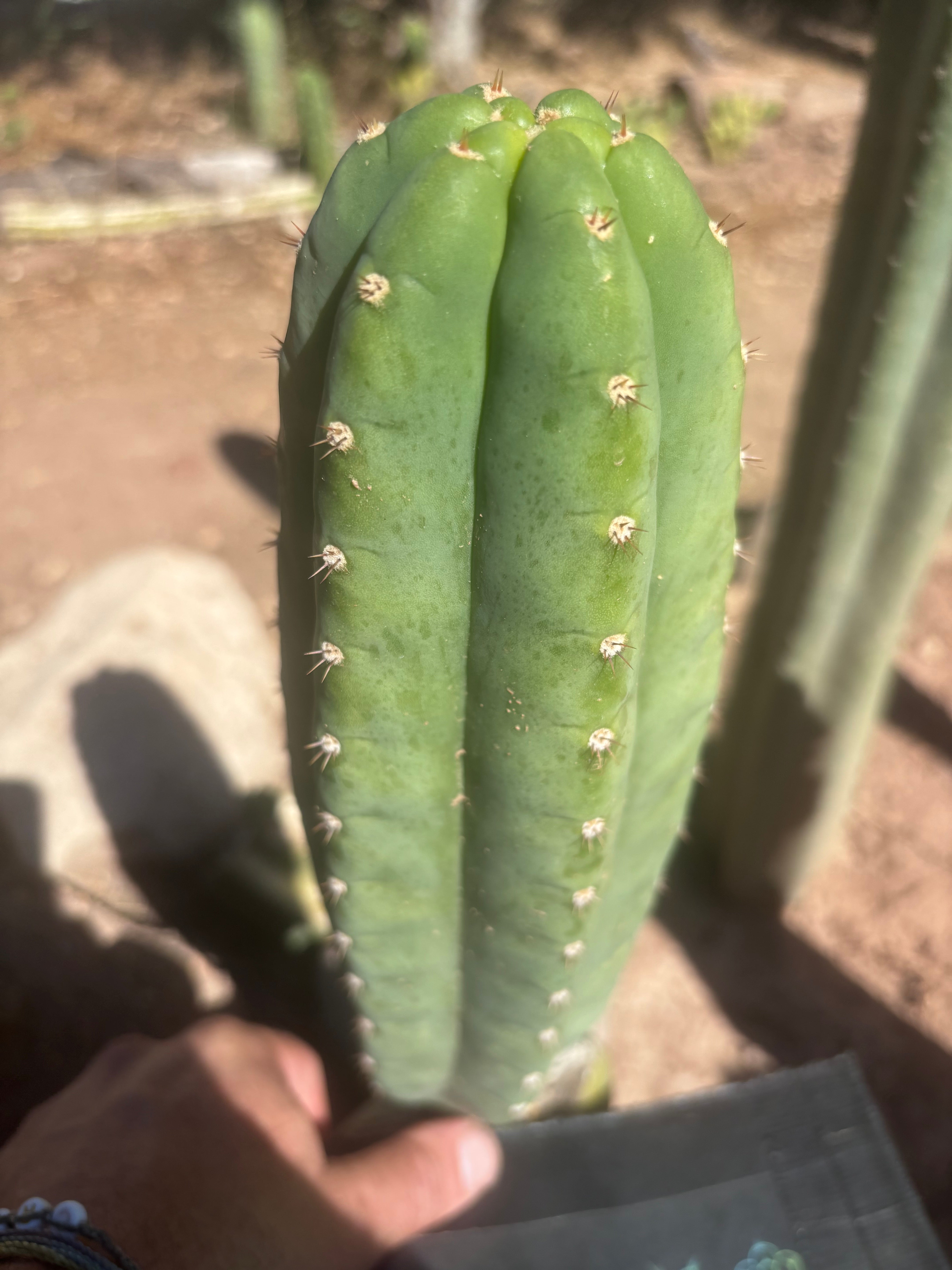 👑🌶️ Pierre — Chonky 11” Pup