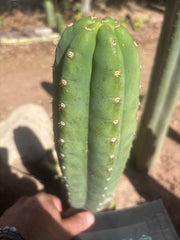 👑🌶️ Pierre — Chonky 11” Pup