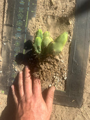 👑🌶️🌶️  TBM  — Rooted Cluster #2