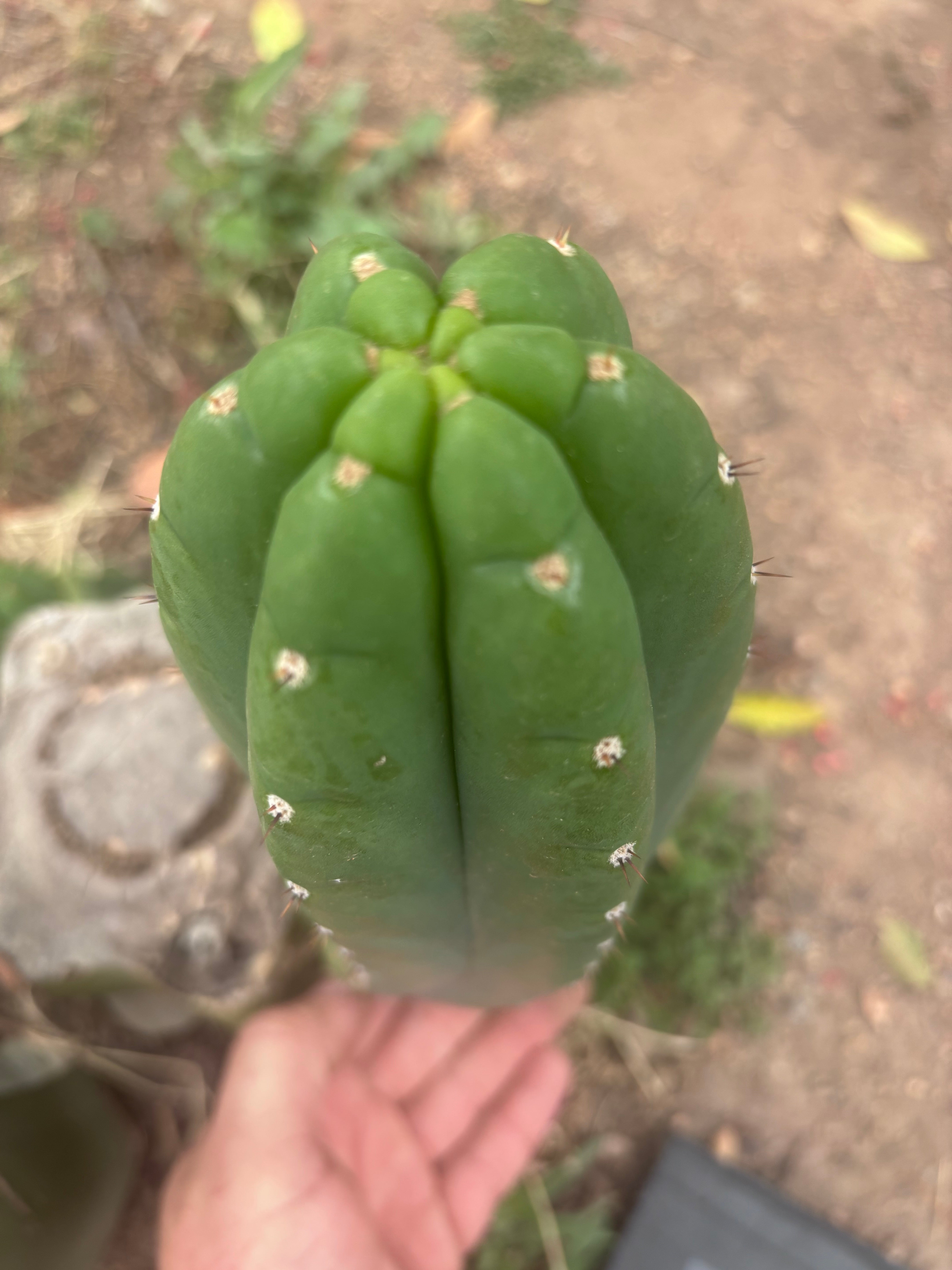 👑🌶️ Yogi — Fat 10” Pup