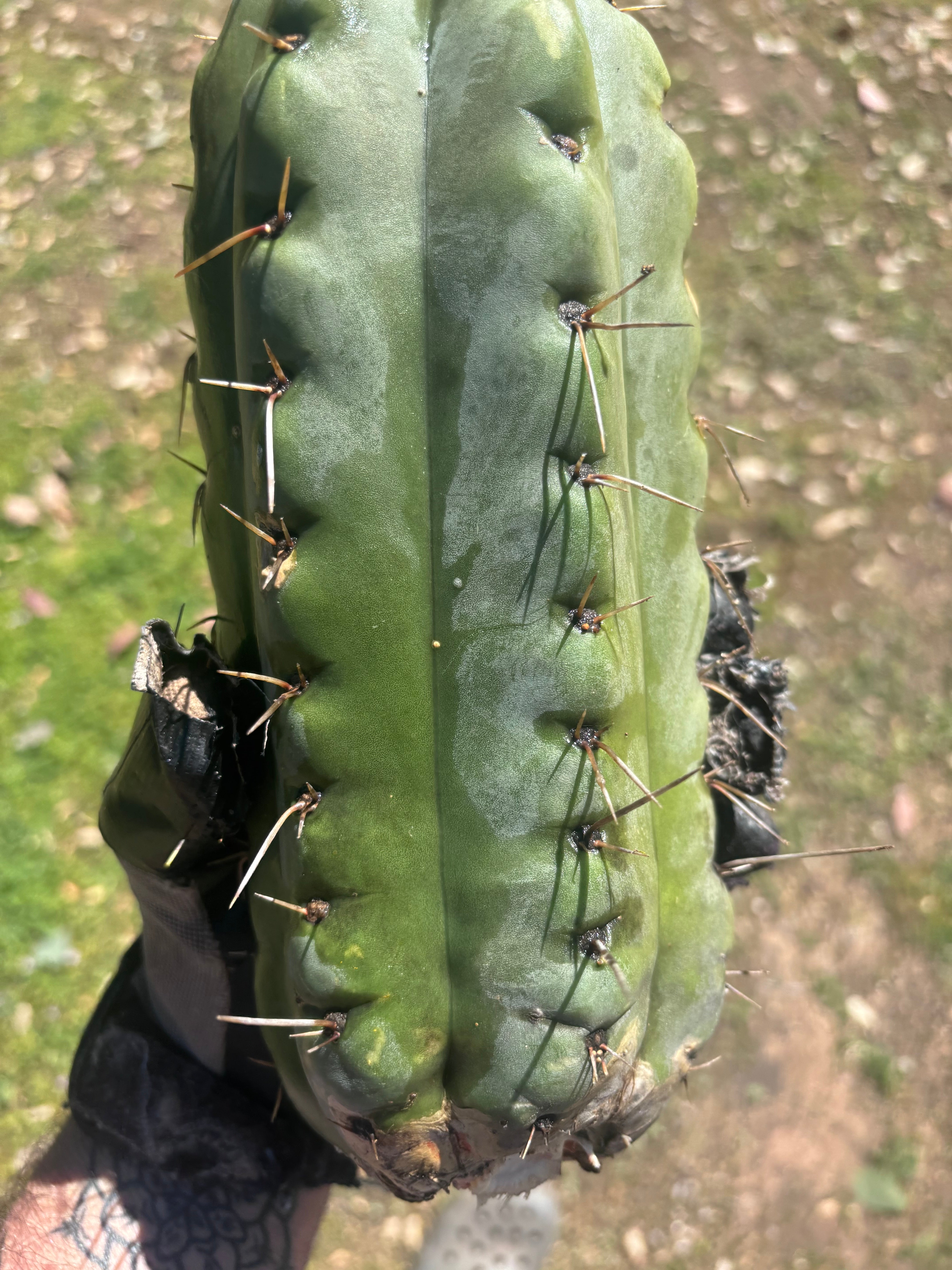 💎🌶️🌶️ NOM — Beefy 13” Stacker Pup