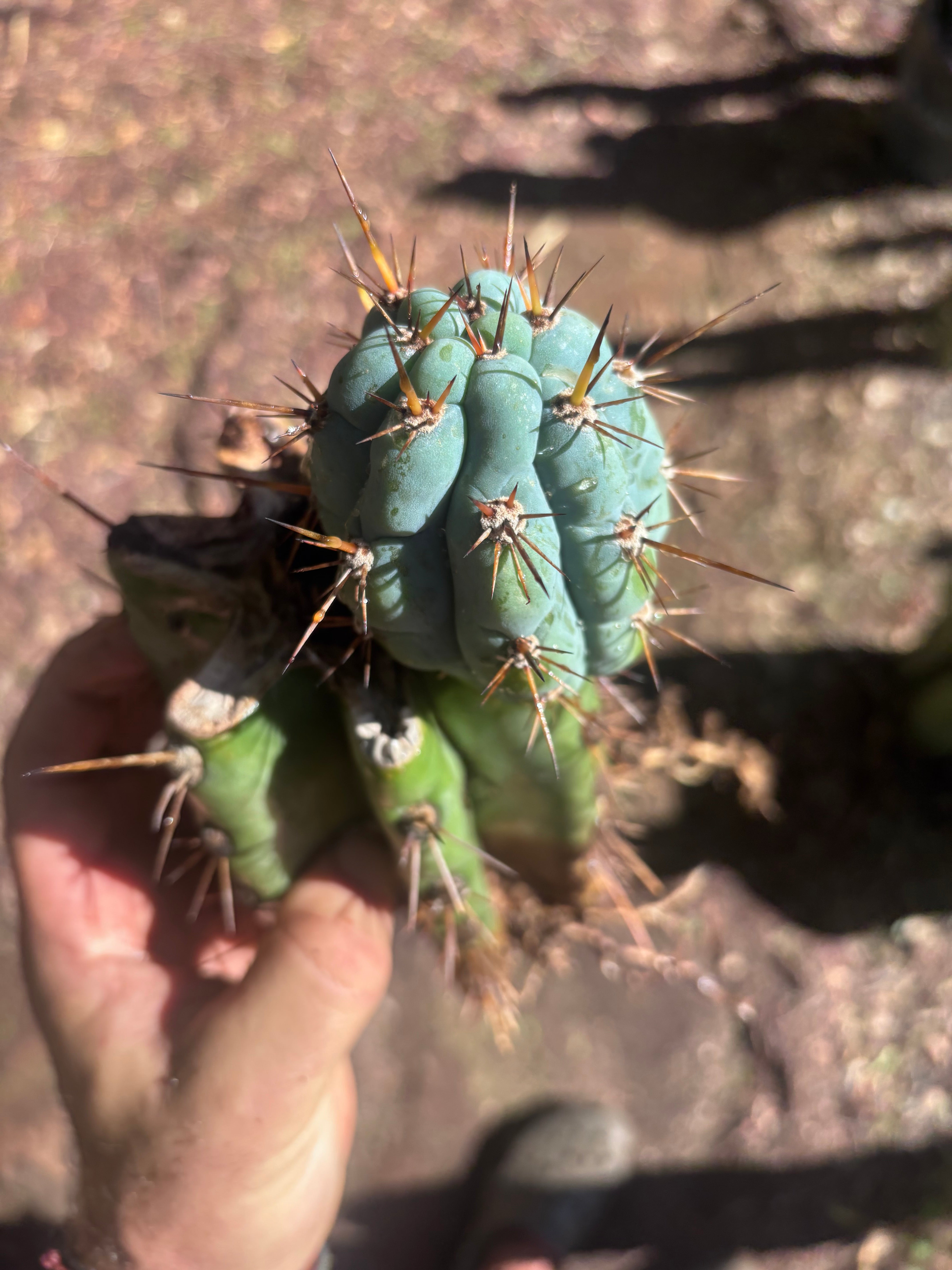 💎👑💎 Papa Smurf — Thick Rooted Mid w/Pup