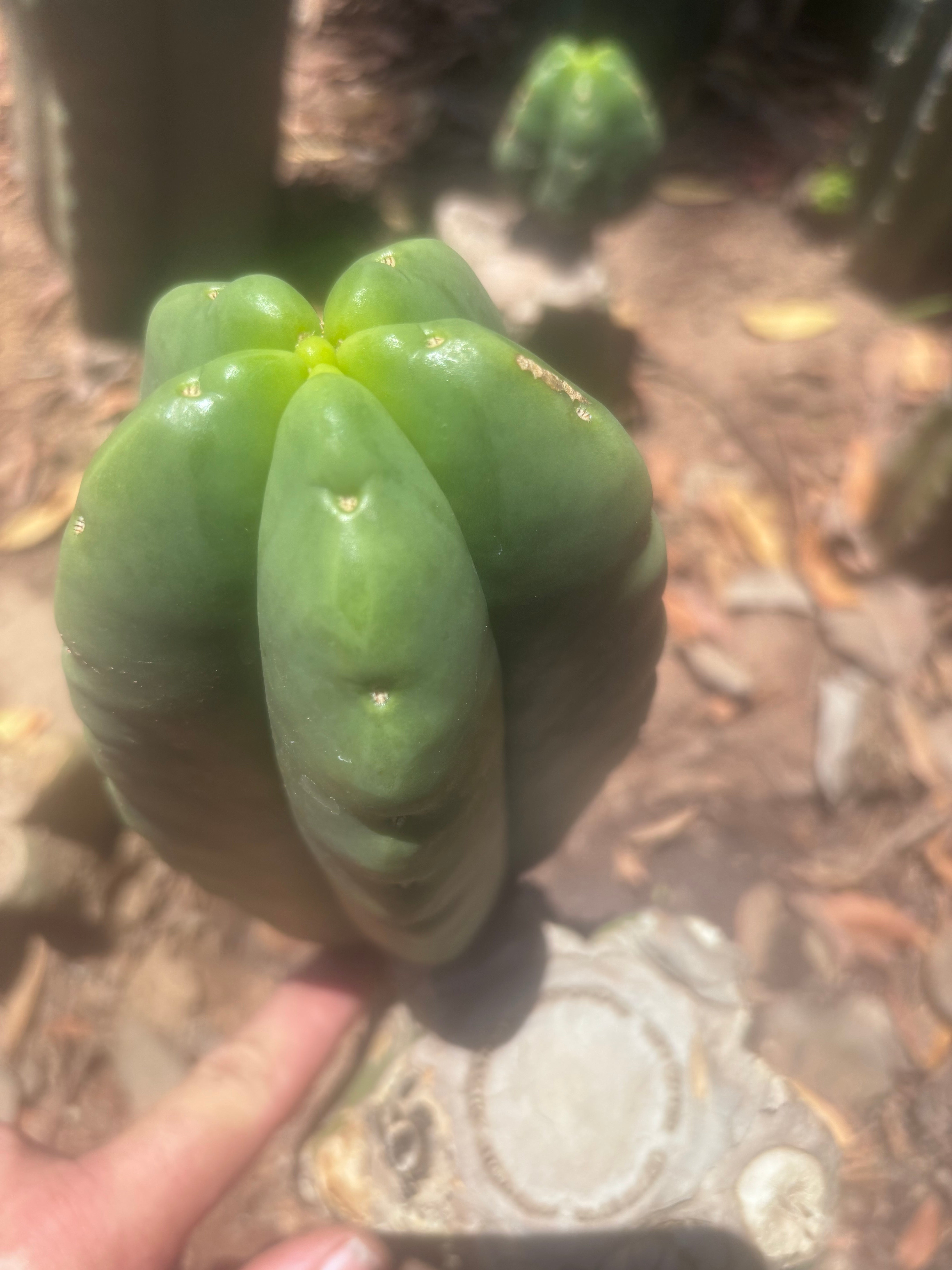 💎👑💎🌶️ Ferah — Fat 7.5” Pup