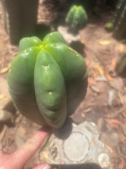 💎👑💎🌶️ Ferah — Fat 7.5” Pup