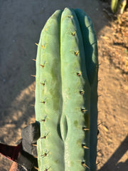 💎👑💎🌶️  Ashdod — 12” Pup