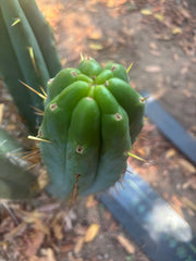 👑🌶️ Hammer — Big 15” Pup