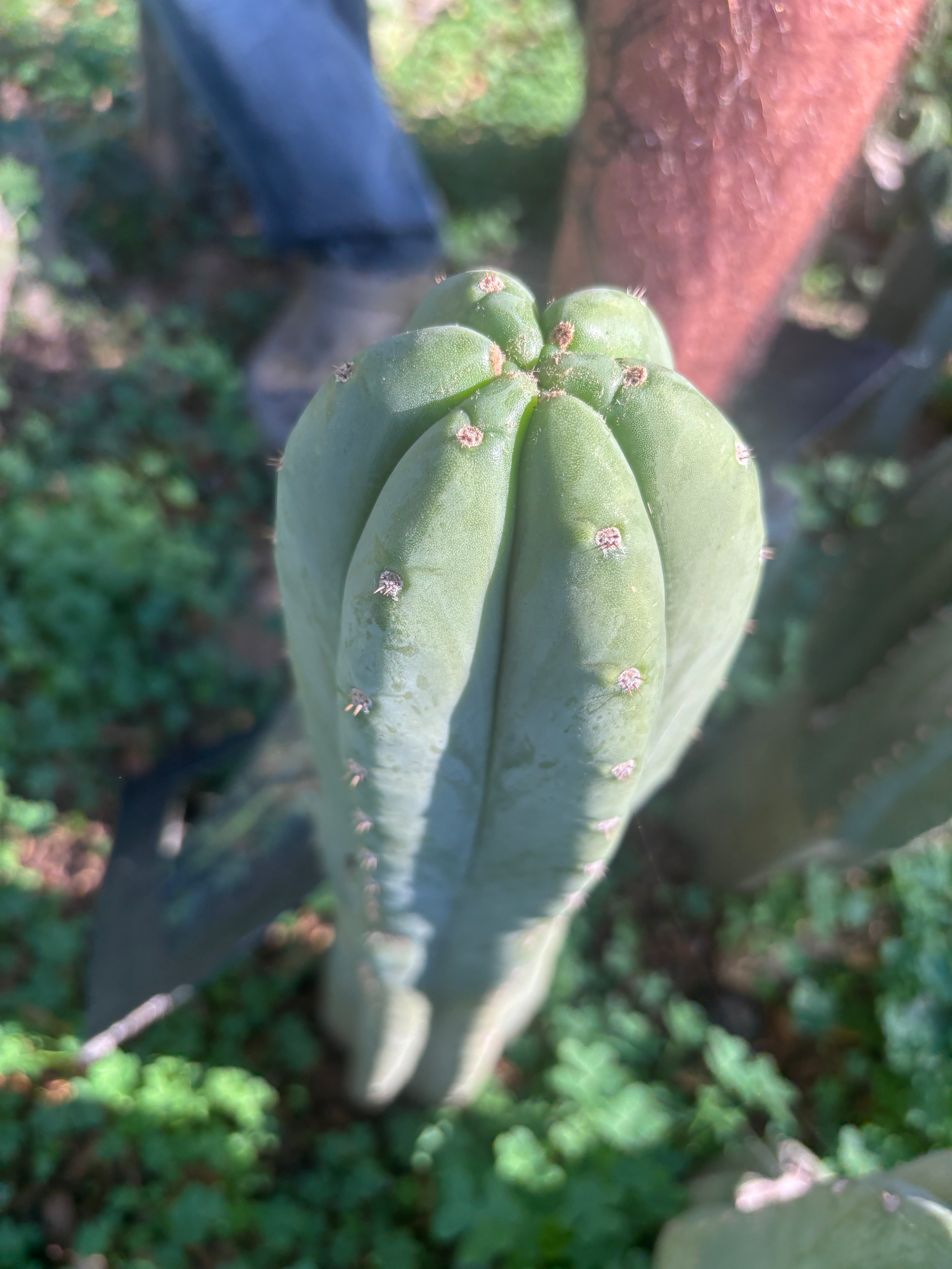 👑🌶️ Pierre — Chonky 12” Tip