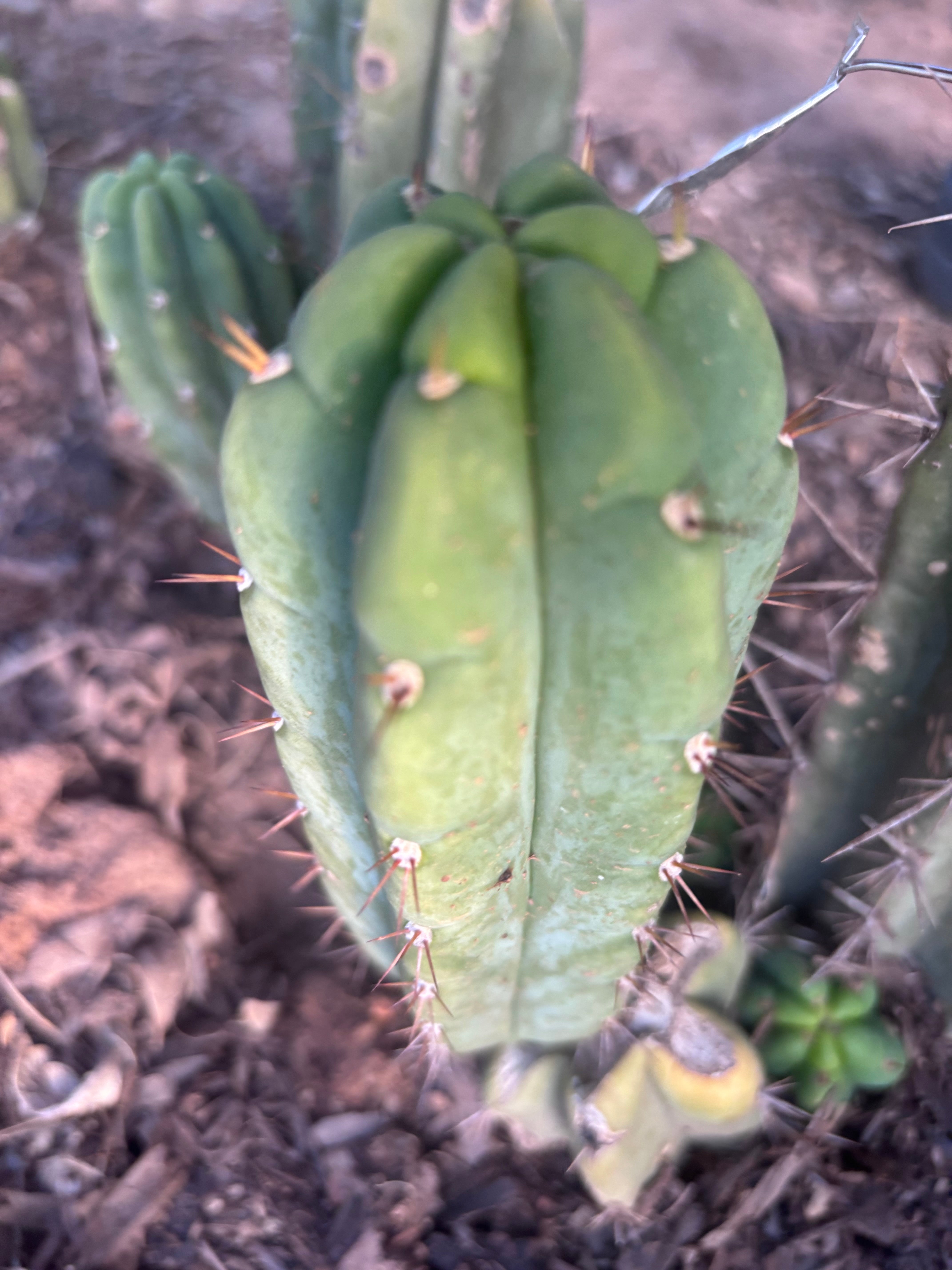 💎👑🌶️🌶️ Austy’s Bomb — 6” Pup