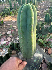 👑🌶️🌶️ Landfill — 11” Pup