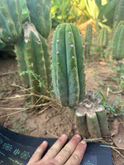 🌶️ JJOP — Fully Rooted Mid with 8” Pup
