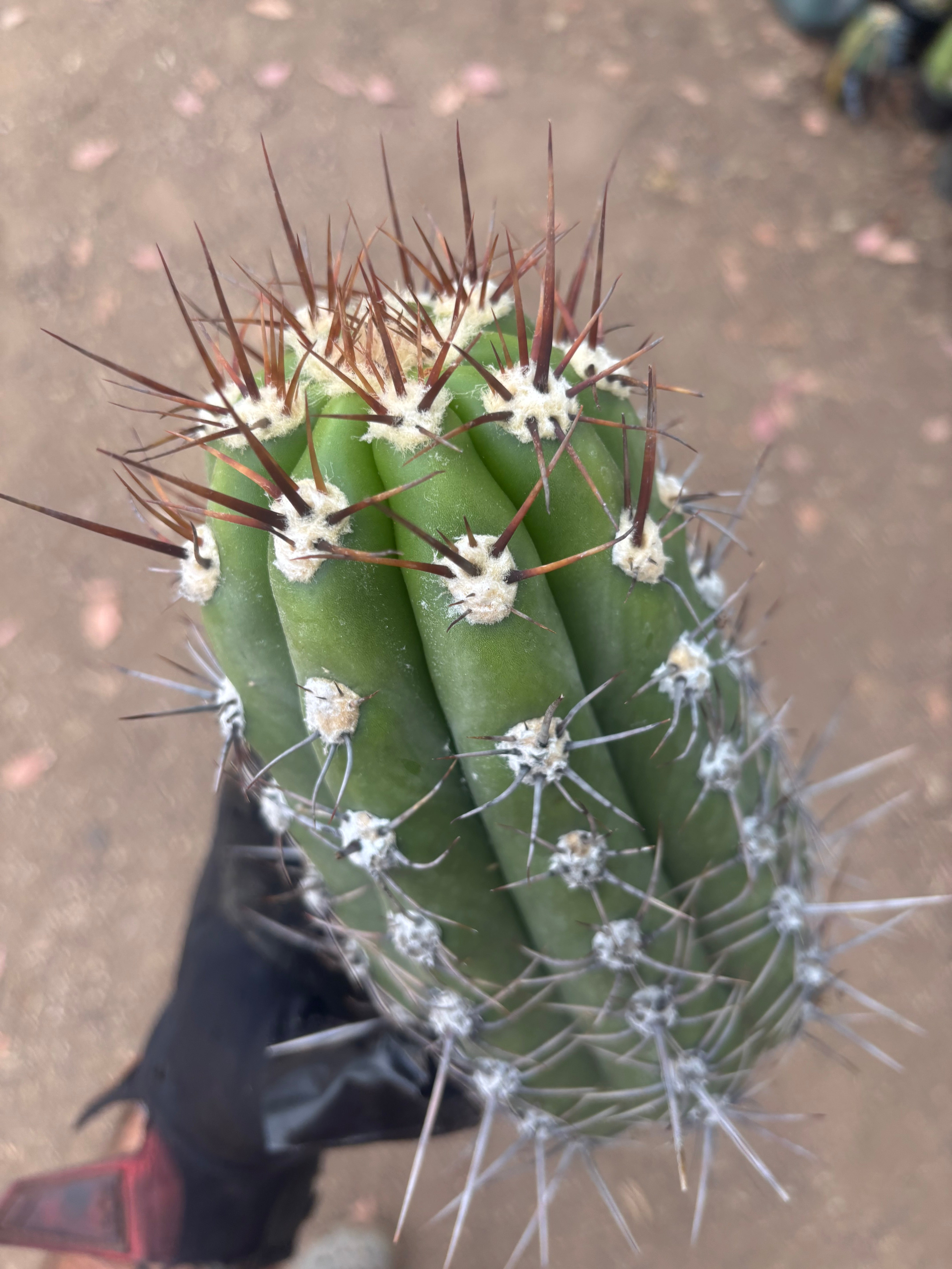 💎⚔️ Taquimbalensis — FAT 10” Pup