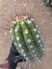 💎⚔️ Taquimbalensis — FAT 10” Pup