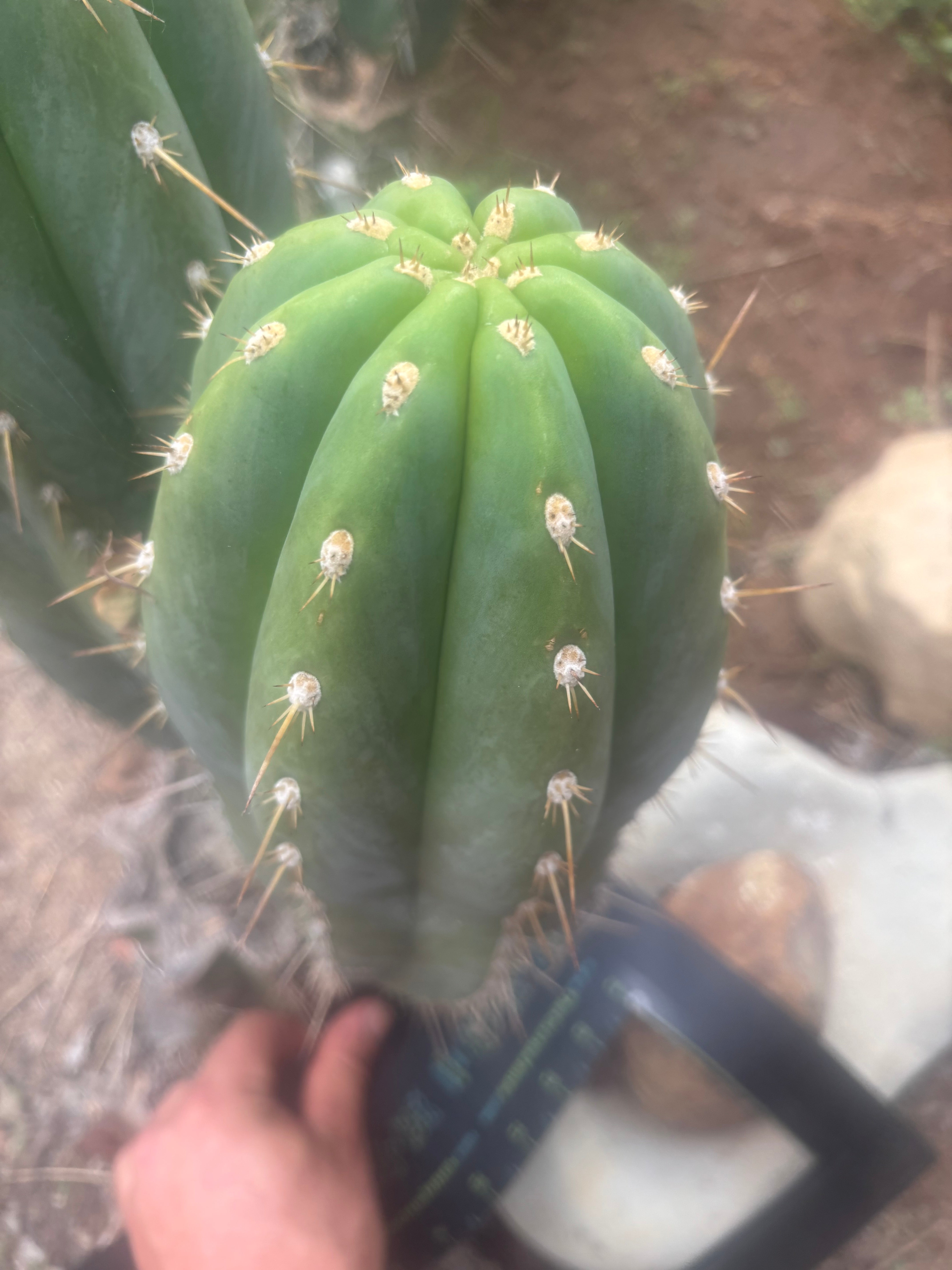 💎 SASS x Sharxx — 13.5” Melon Bomb