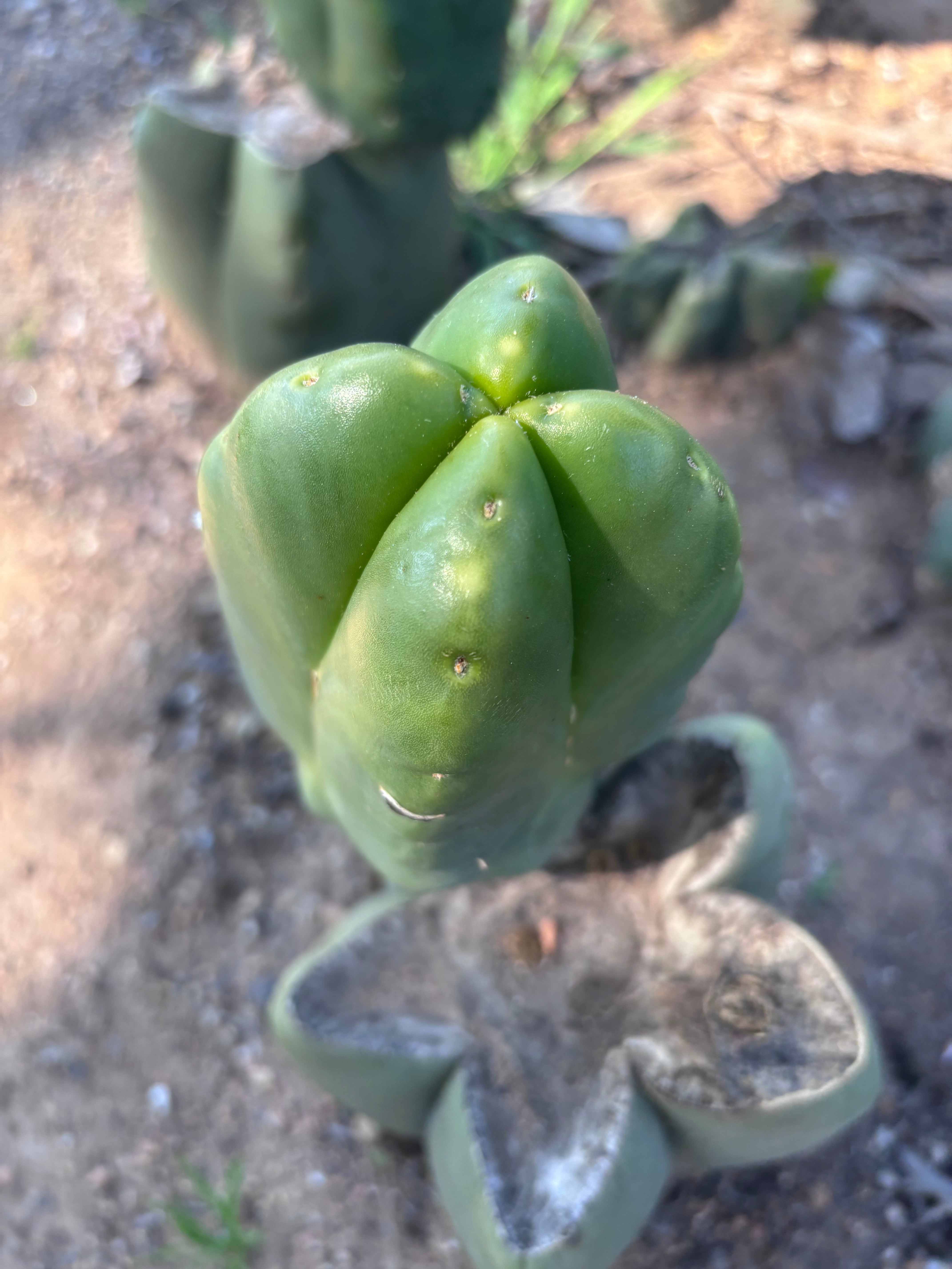 💎👑💎🌶️ And Another … FourWang Ferah Chub Muffin