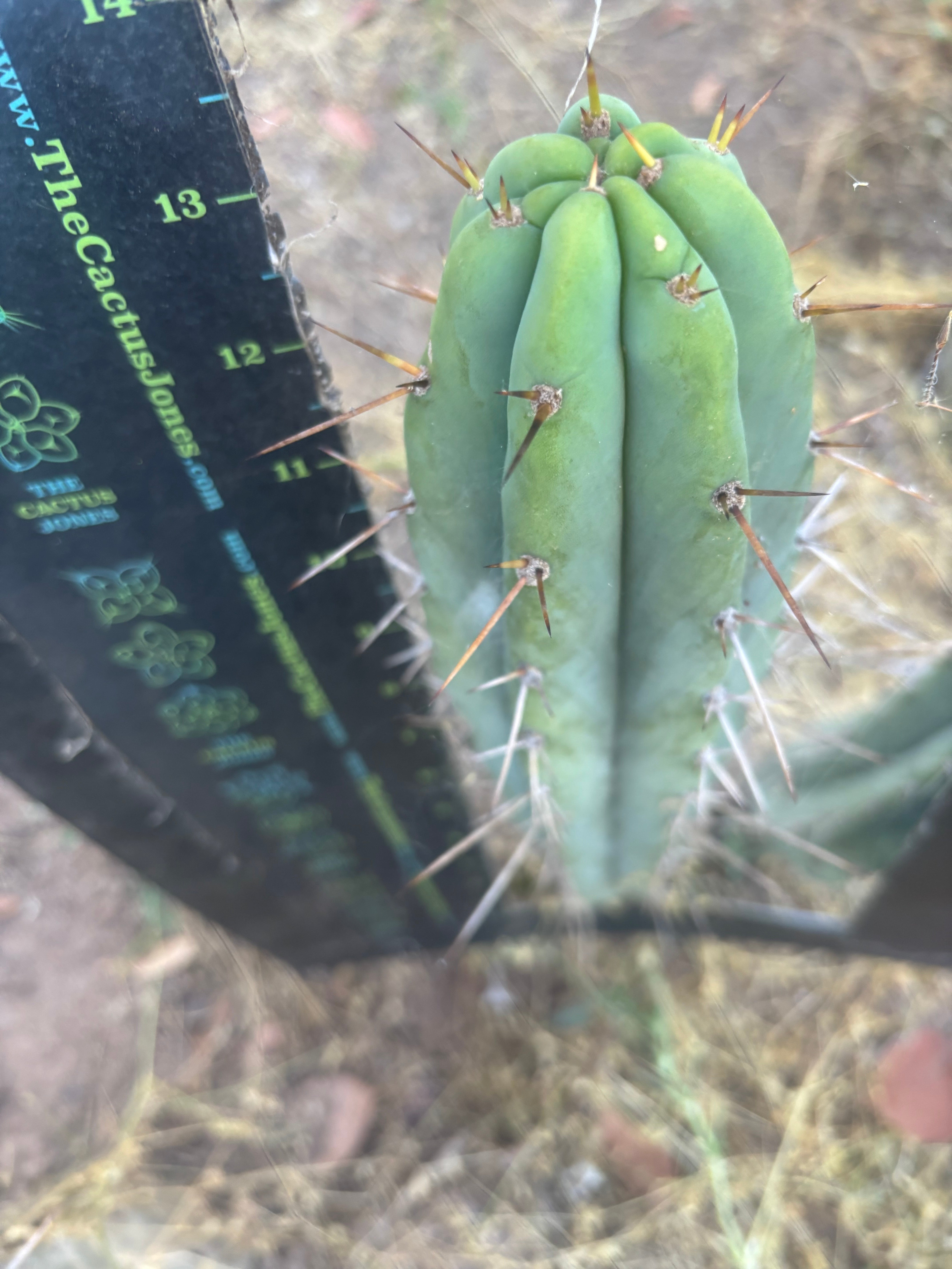 👑🌶️🌶️ Pala — 13” Tip