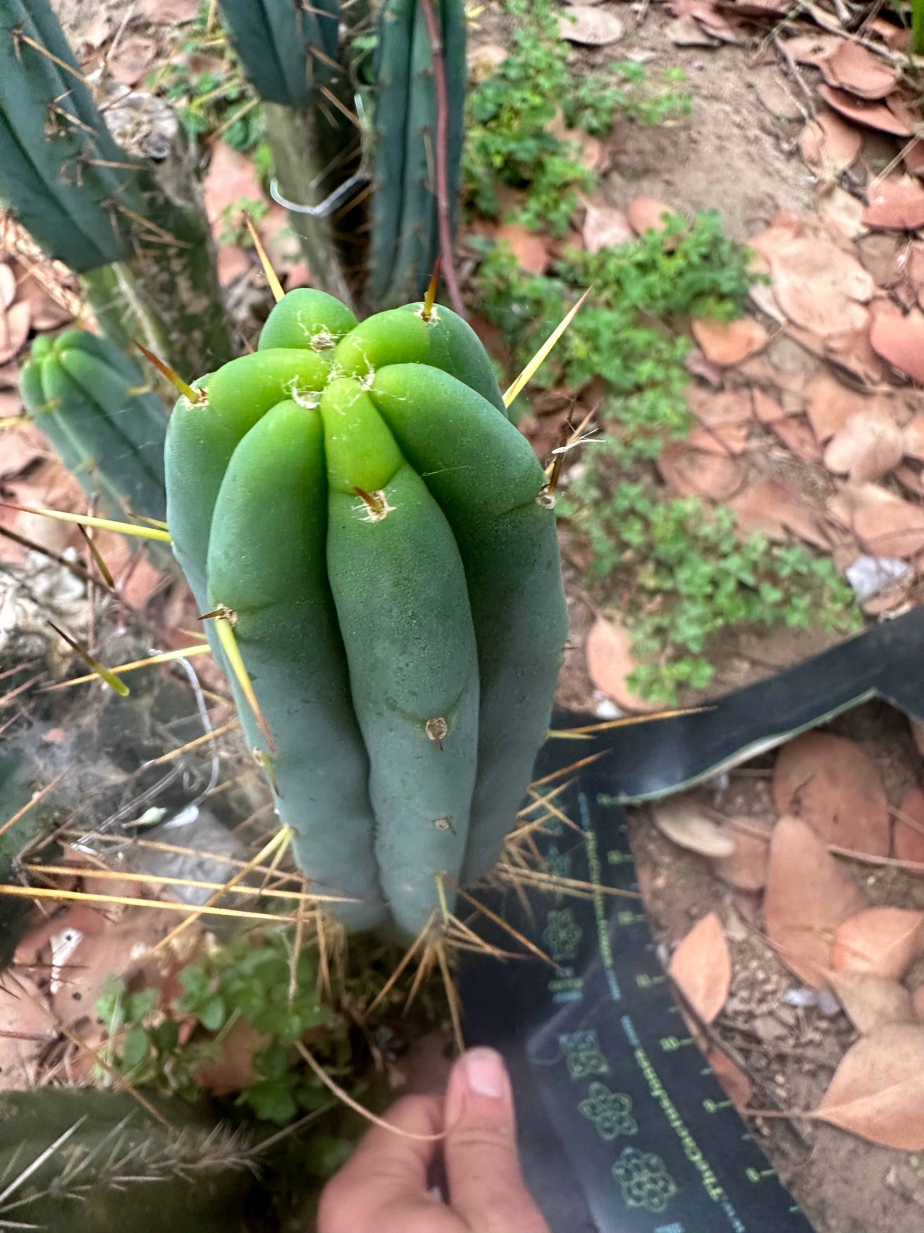 🌶️ Baker Helen Bridge — 12” Tip