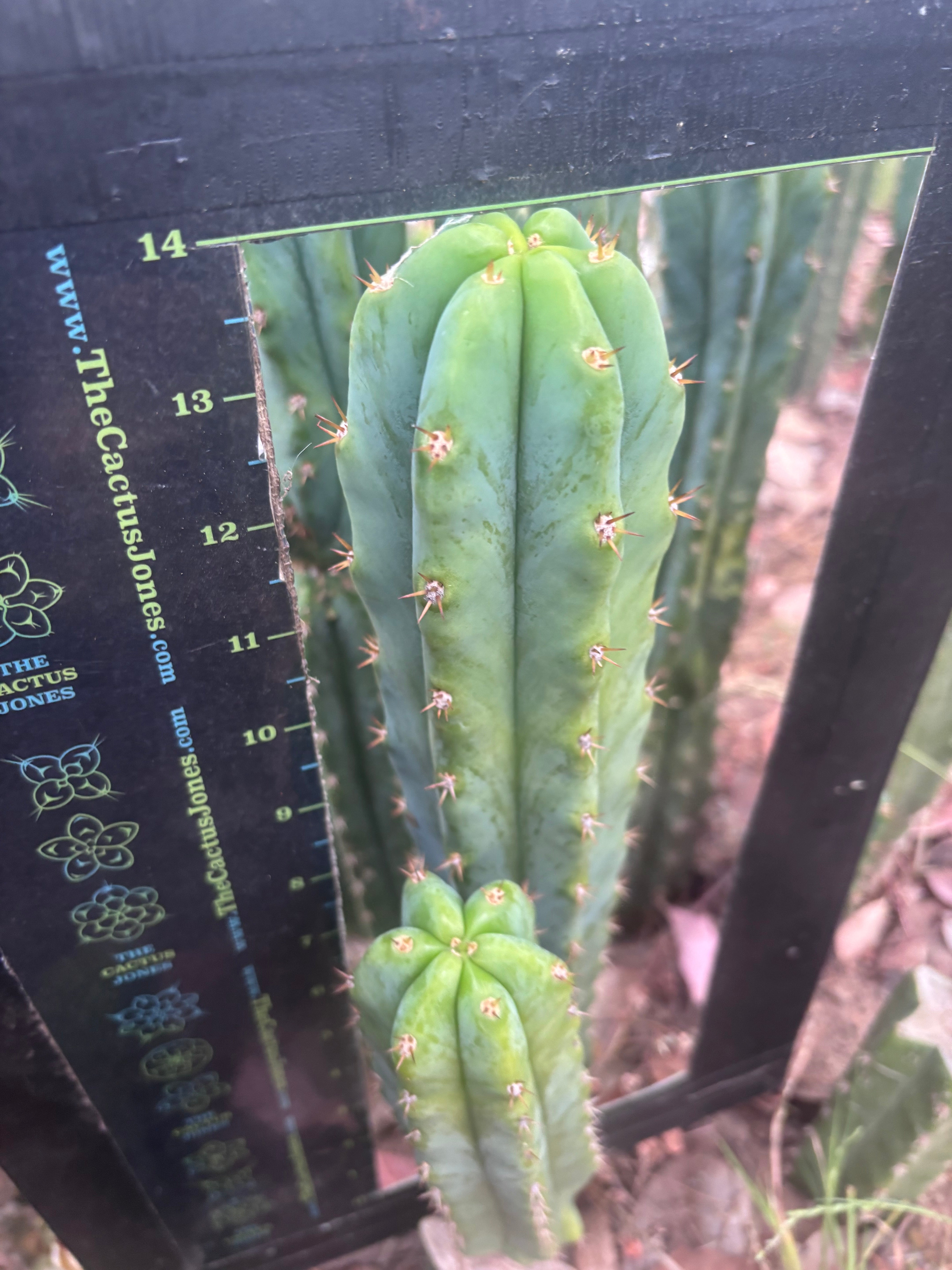 🌶️🌶️ NoidTwo — XL 14” Tip