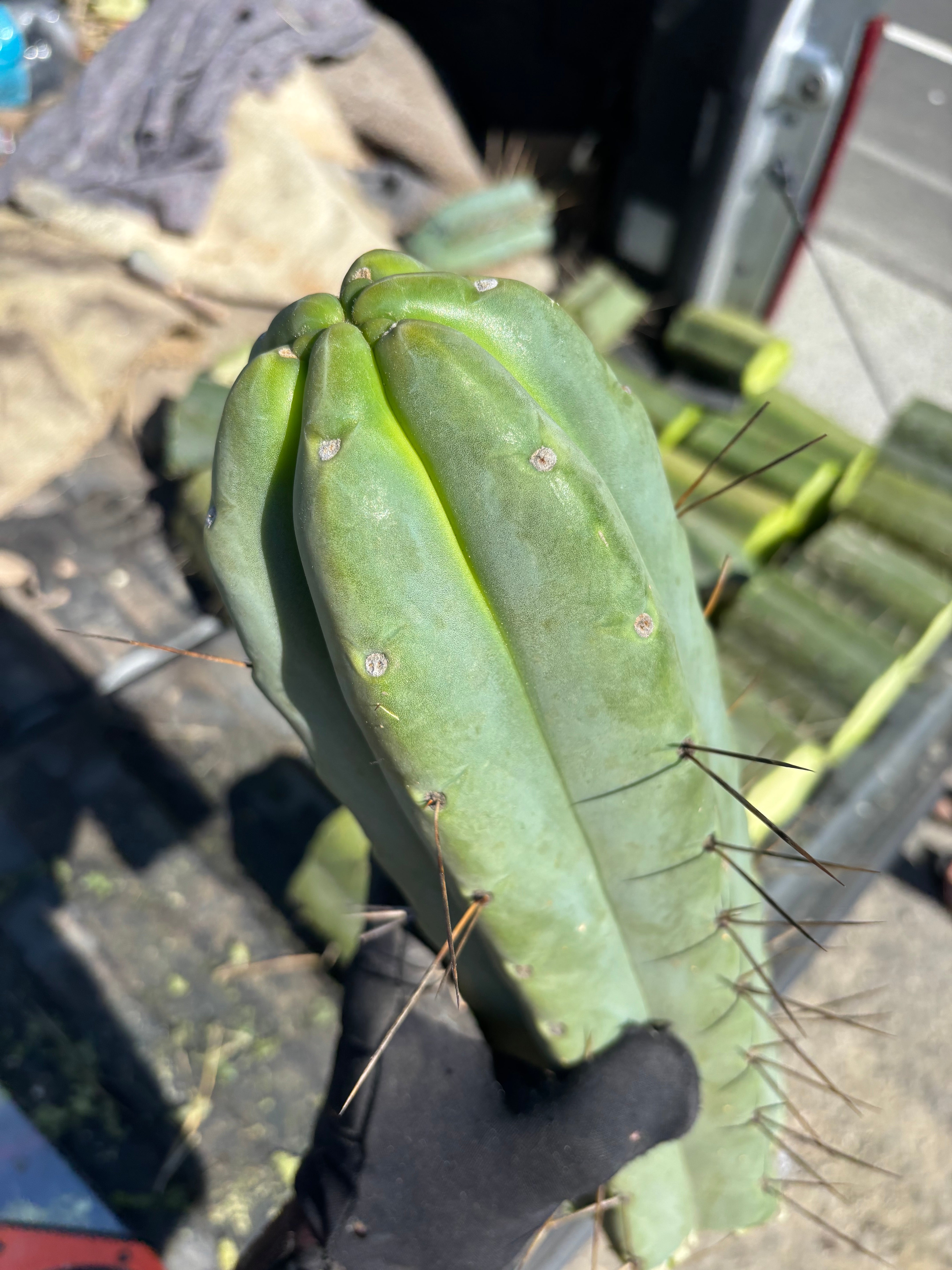 👑💎🌶️🌶️ Eileen — Maxed Girth 14” Tip