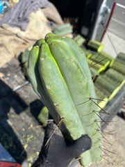 👑💎🌶️🌶️ Eileen — Maxed Girth 14” Tip