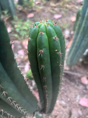 💎👑🌶️ Torres & Torres — 13.5” Pup