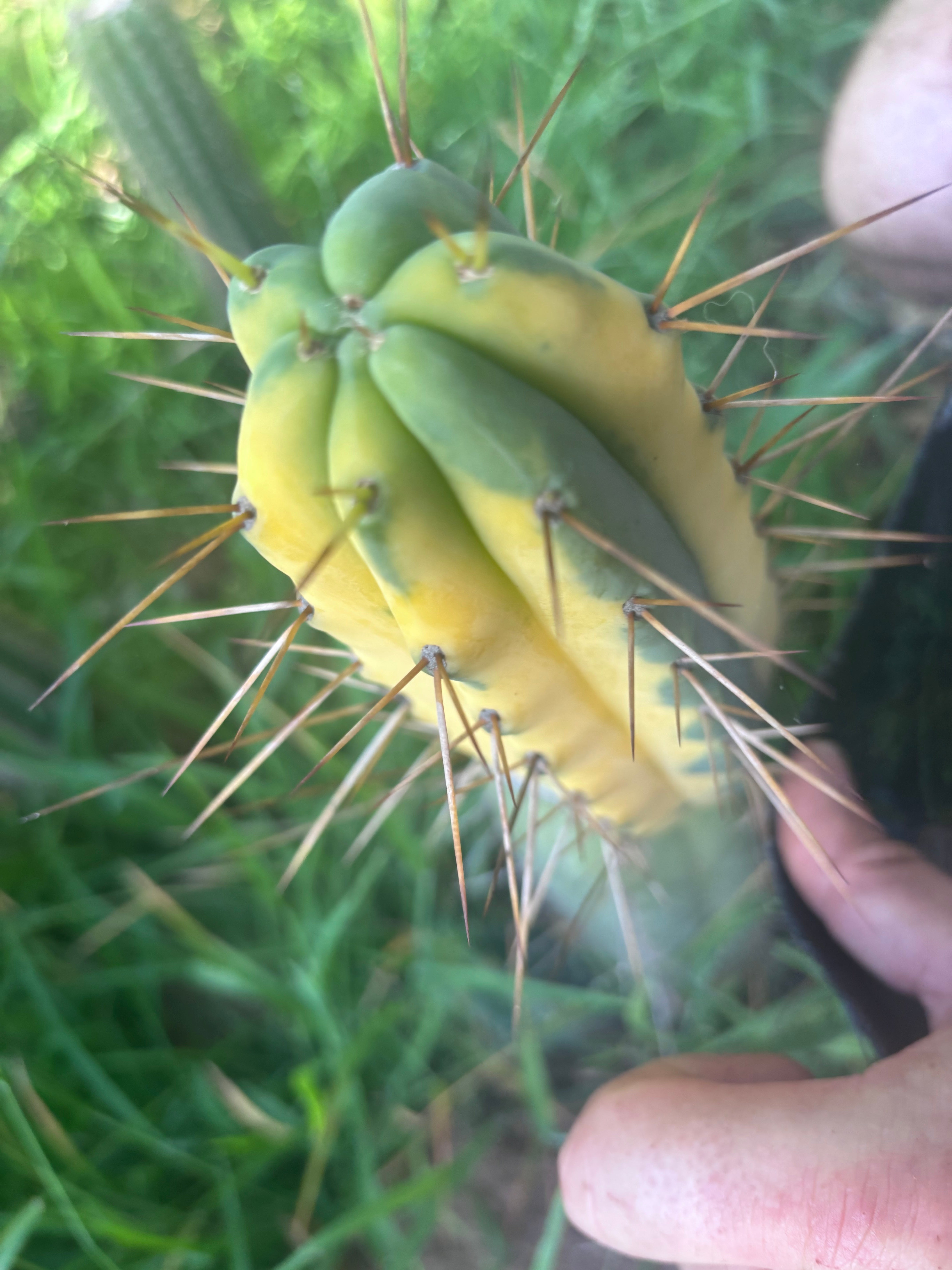 💎💎👑🌶️ MJC01  — 6” Tip