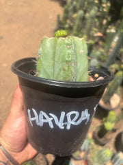💎👑💎 Havran — Pup Graft on Rooted Shine01