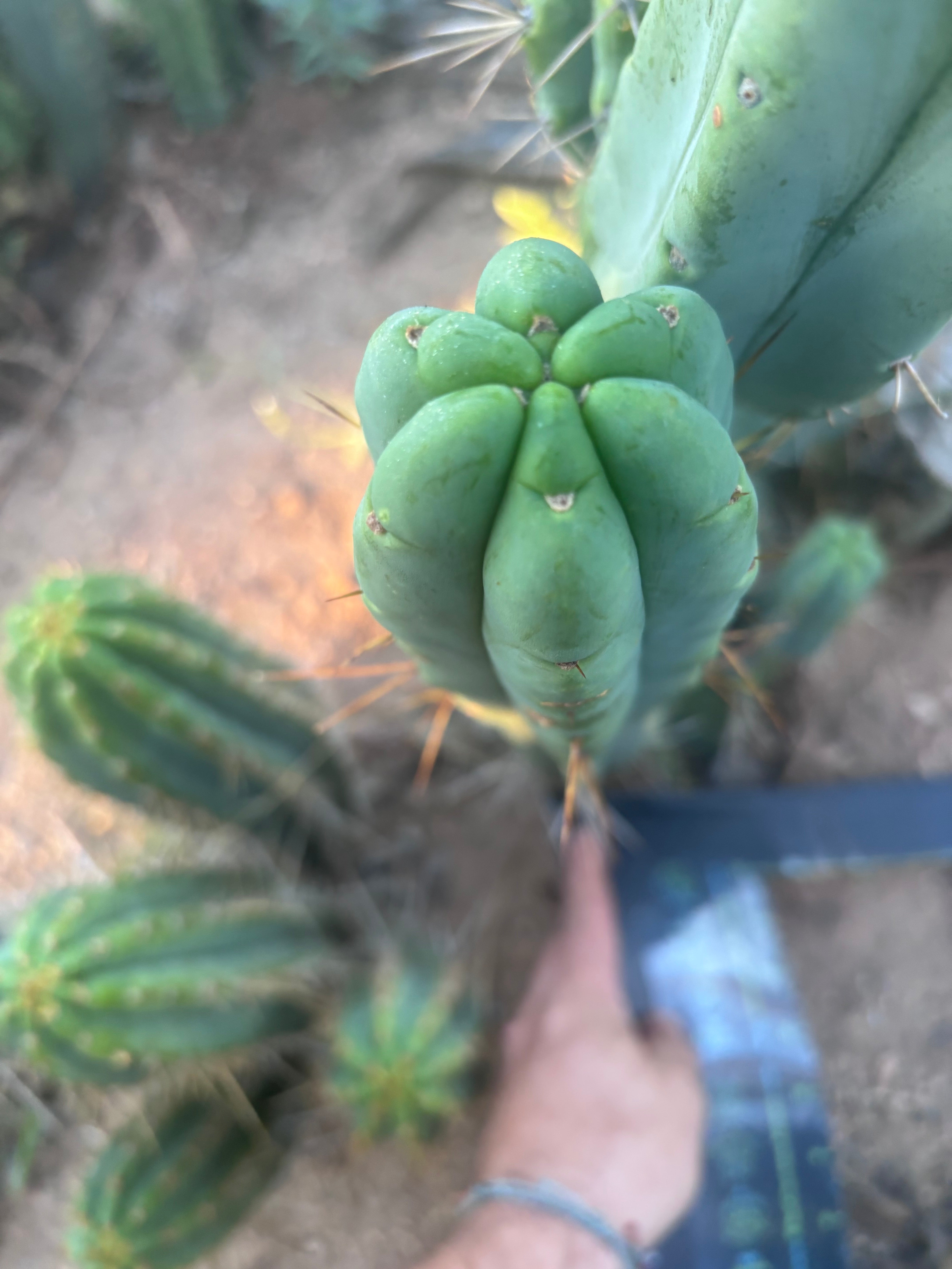 👑🌶️ BBB — Another XL 15” Pup