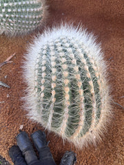 💎 T. Atacamensis — 12” x 9” Fur Melon