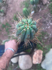 👑 SS01 — XL 15” Tip